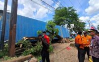 Kontainer Lepas Usai Truk Tabrak Pohon di Banjarbaru, 10 Orang Terluka Termasuk Siswa